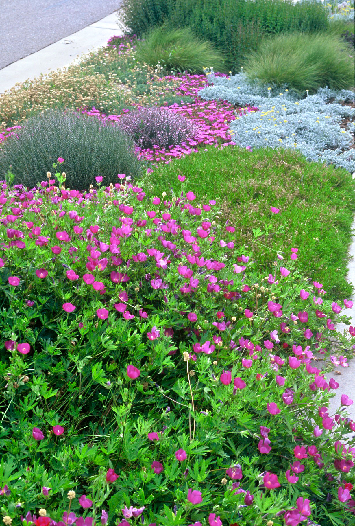 9 Best Hellstrip Gardens Sunset Magazine