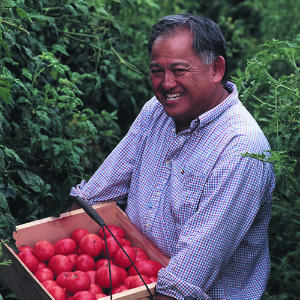 How to Grow Tomatoes: Tips from the Masters
