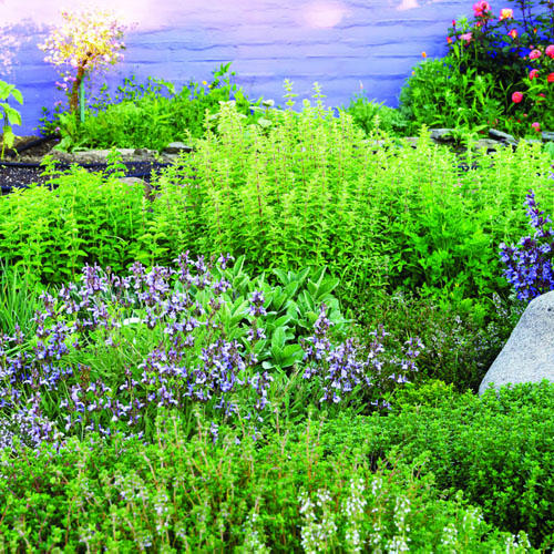 Mediterranean herb garden Sunset Magazine