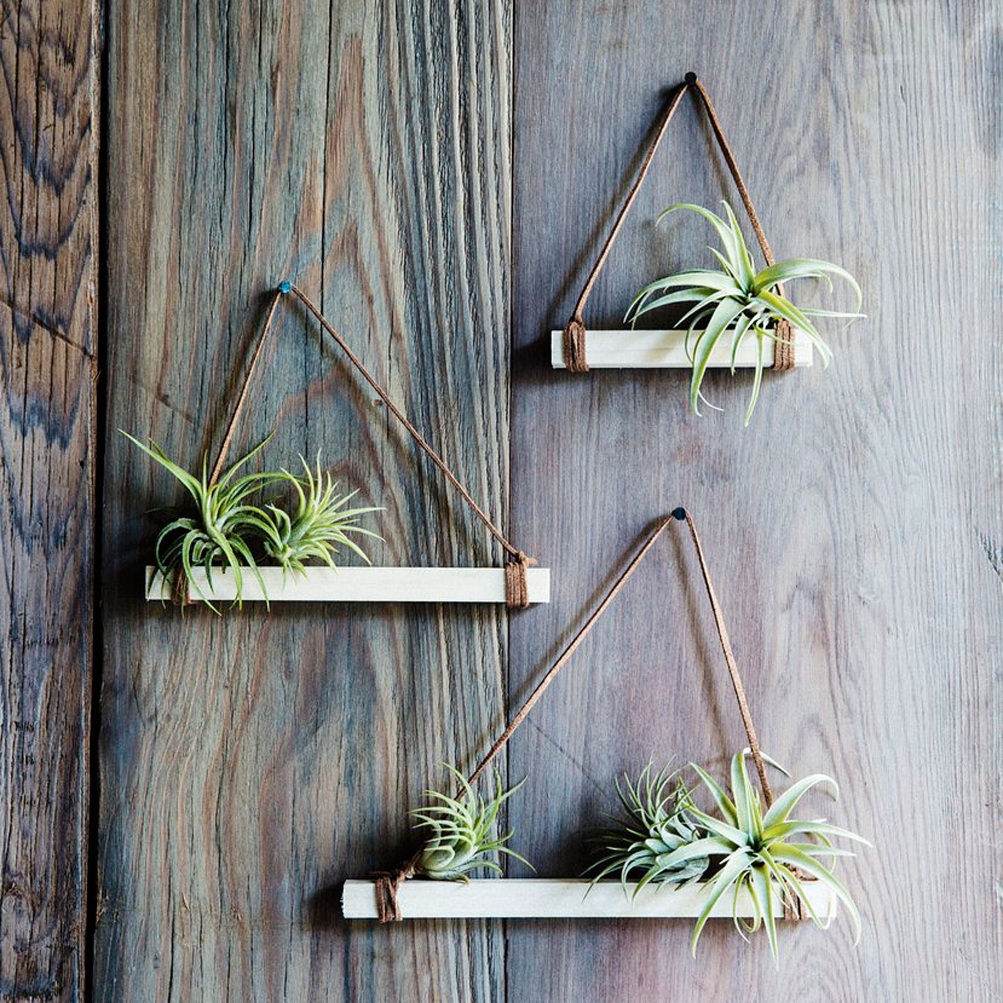 10 Ways to Decorate with Air Plants