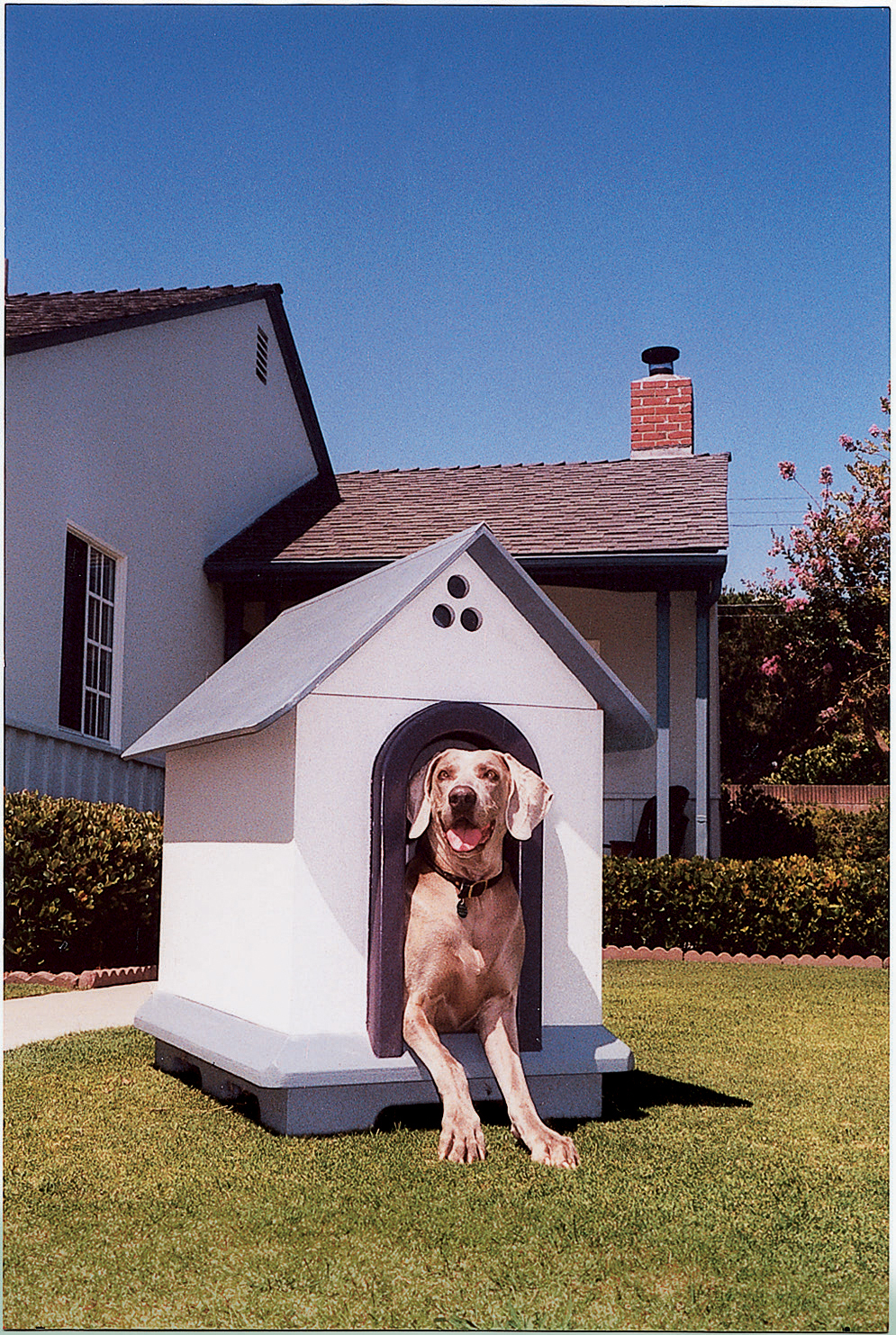 16 Fun & Functional Doghouses Sunset Magazine