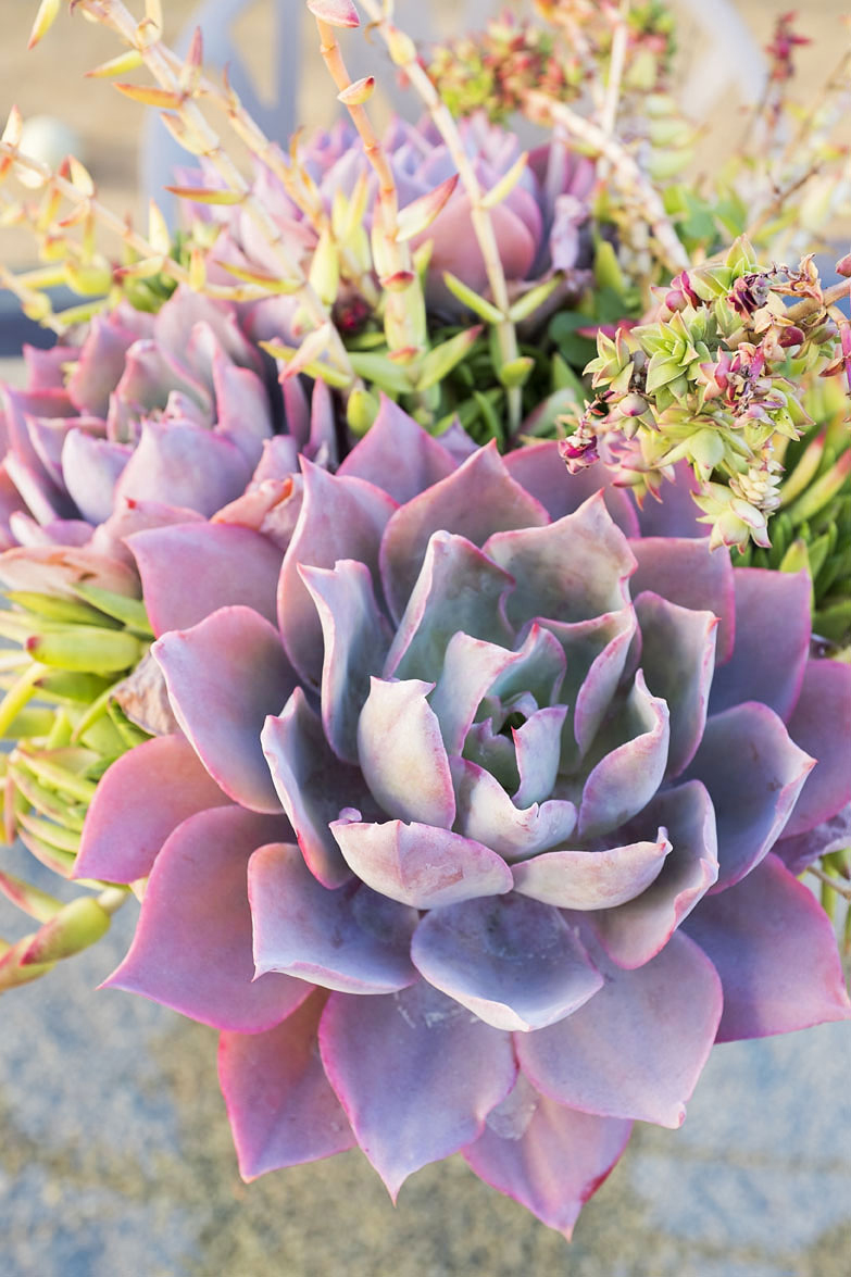 Top 12 Succulents for Home Gardens