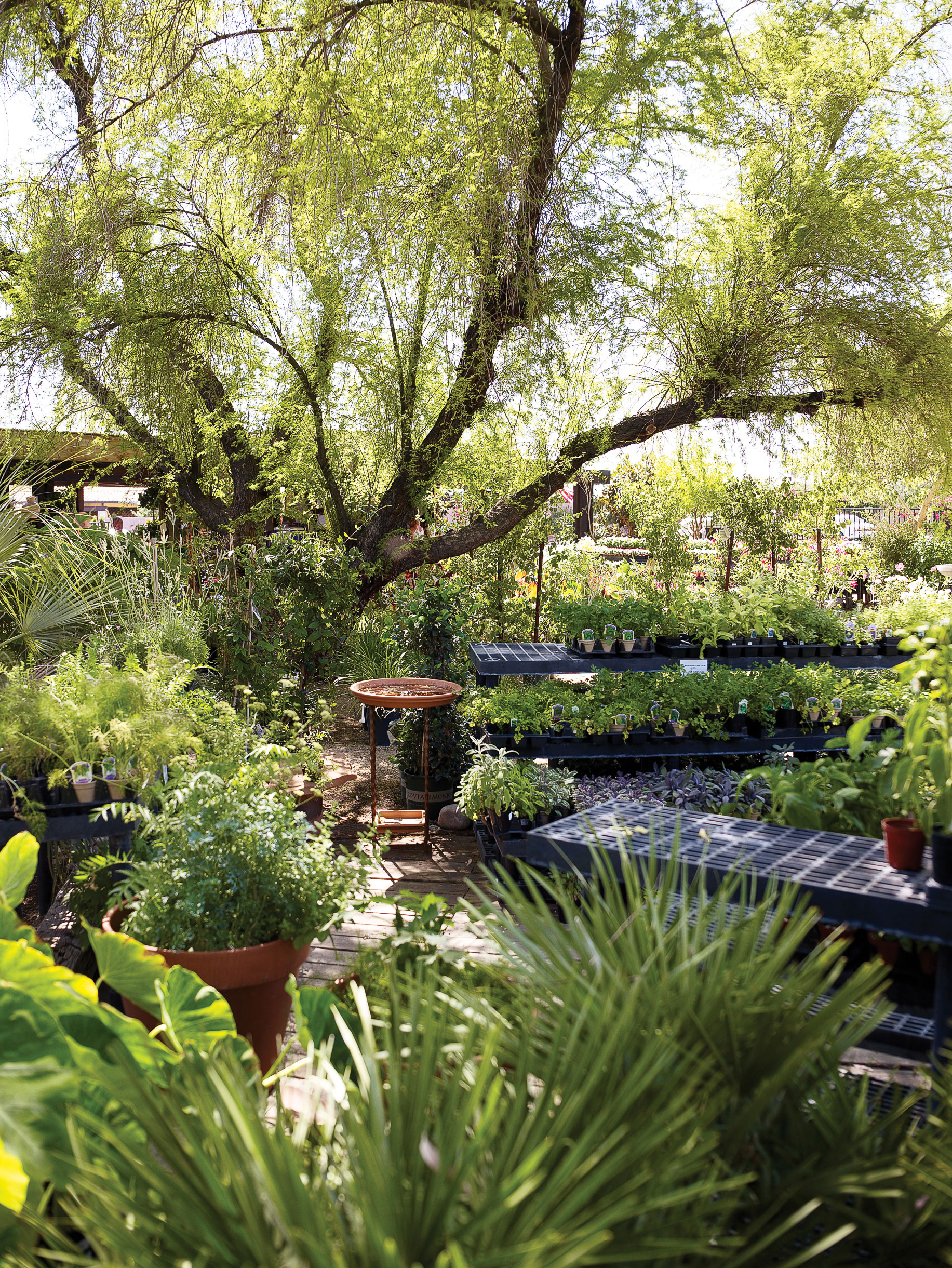 Four Reasons to Visit Phoenix’s Berridge Nurseries Sunset Magazine
