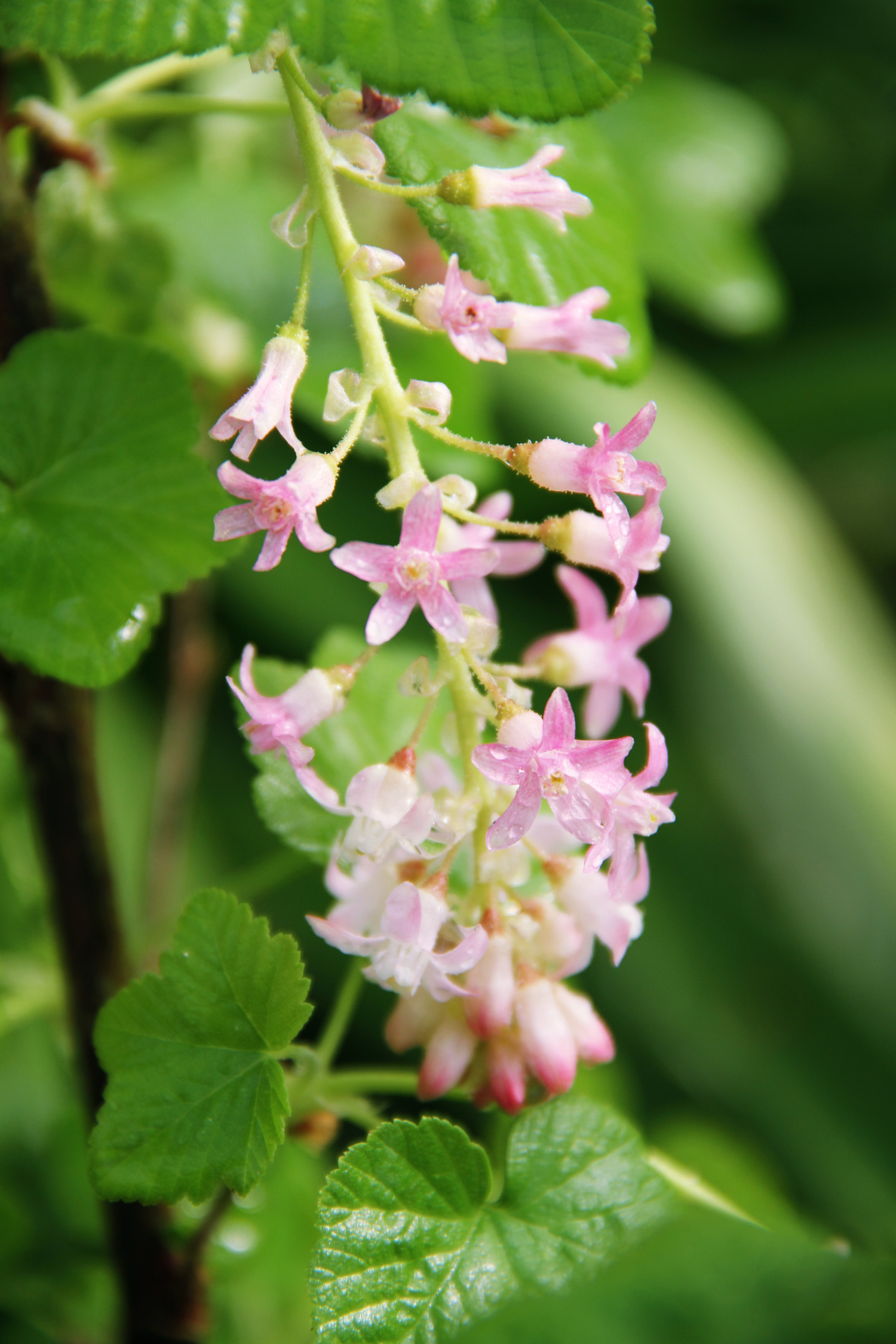 Top 50 WaterWise Plants Sunset Magazine