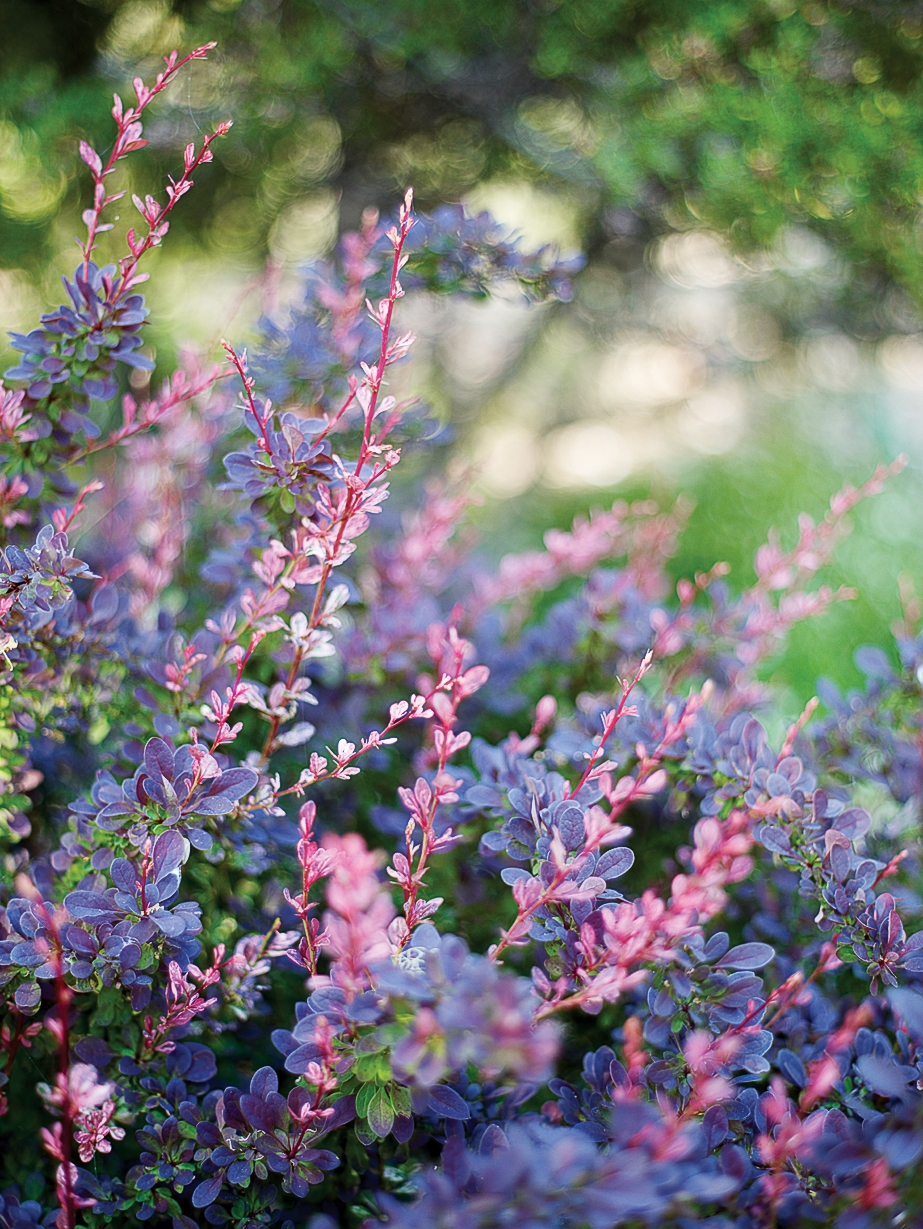 Top Plants for Summer Color