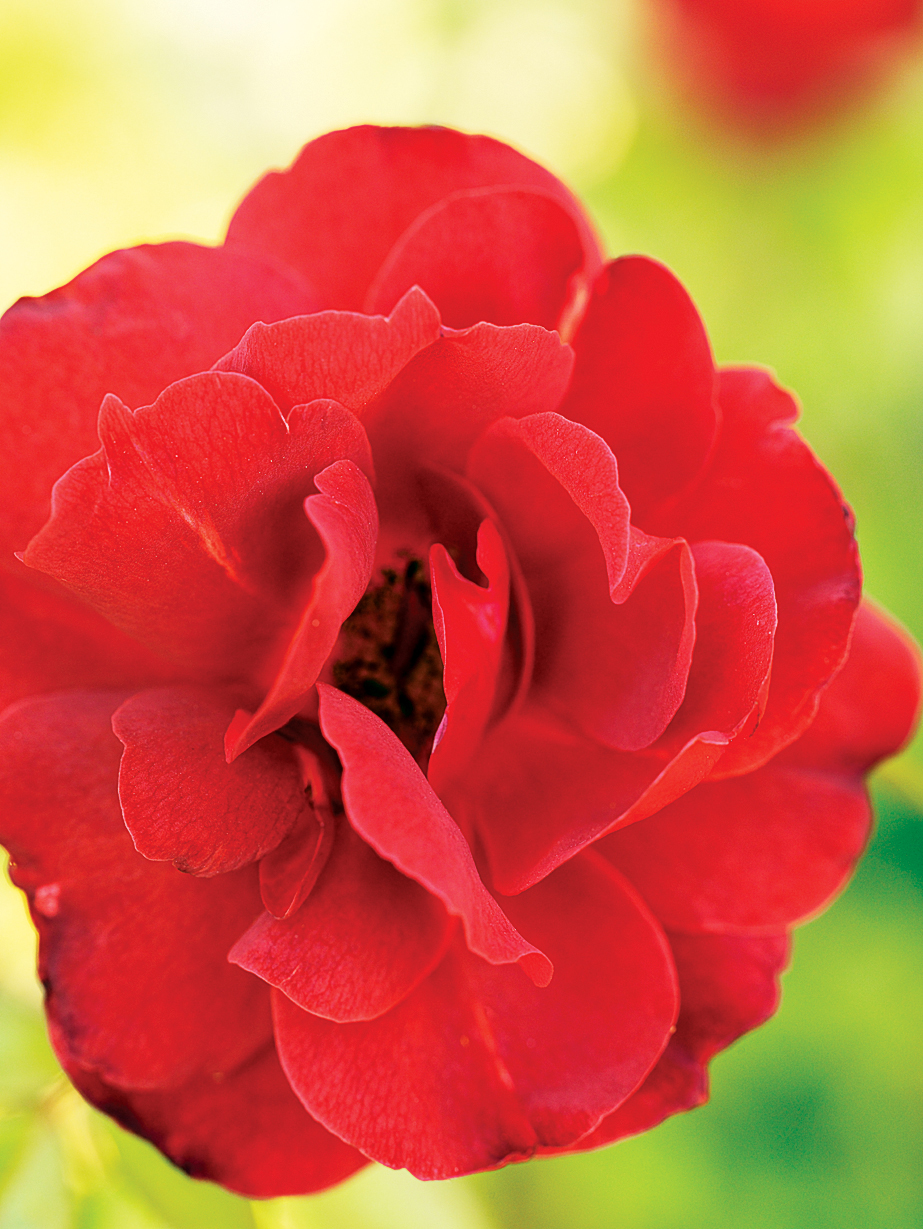 Top Plants for Summer Color Sunset Magazine