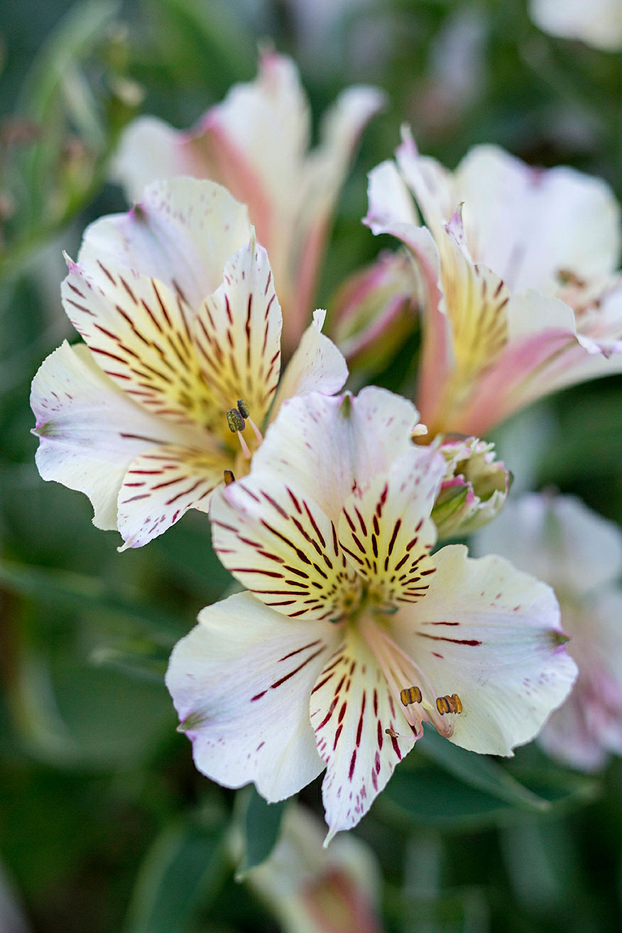 Alstroemeria Hybrids Sunset Magazine