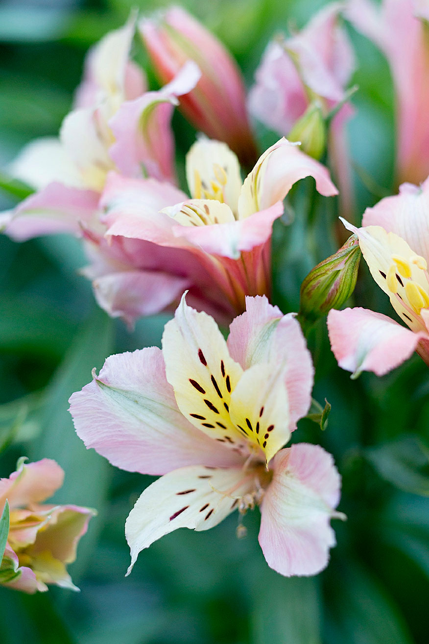 alstroemeria-hybrids-sunset-magazine