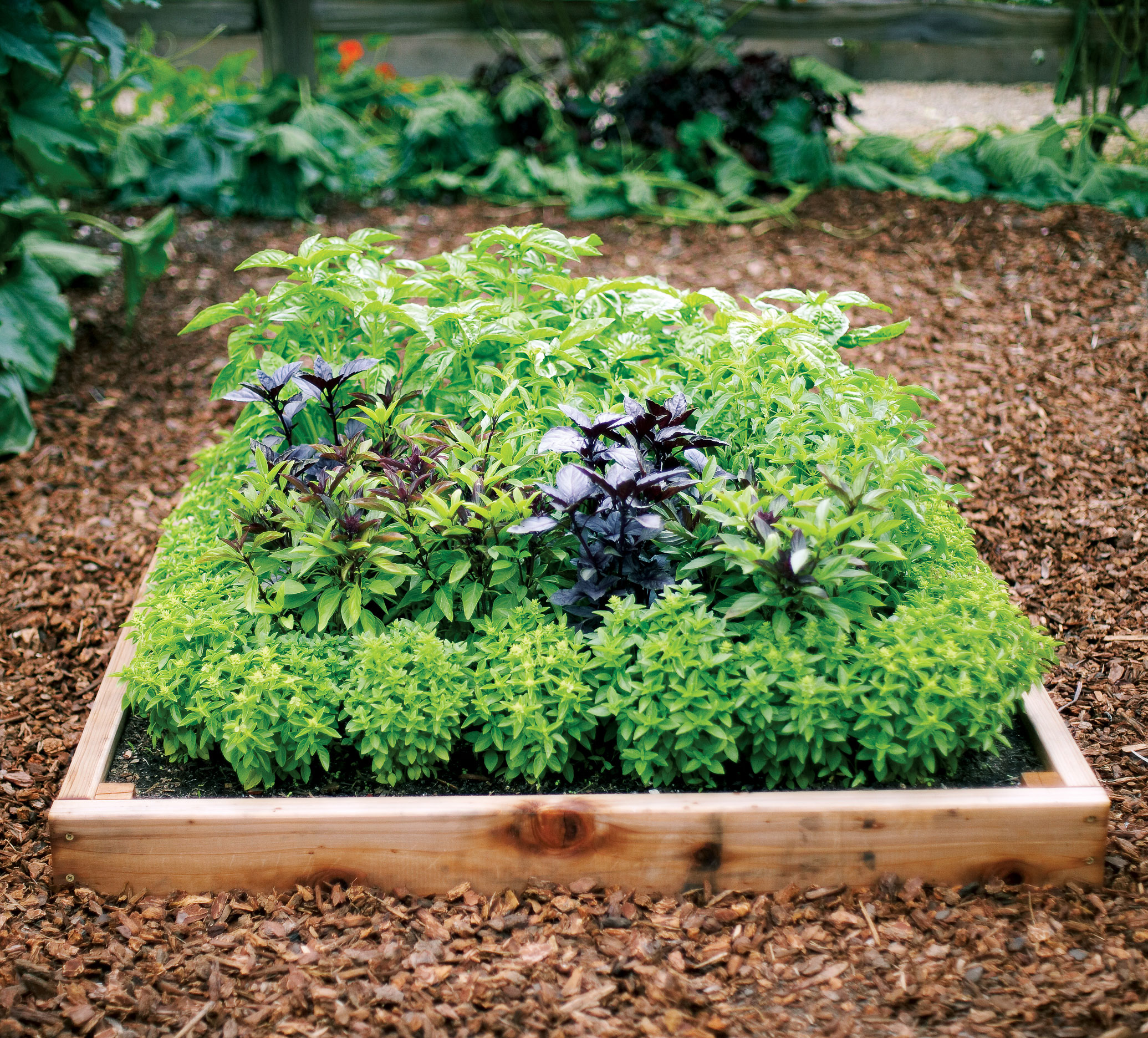 How to Grow a Bounty of Basil Sunset Magazine