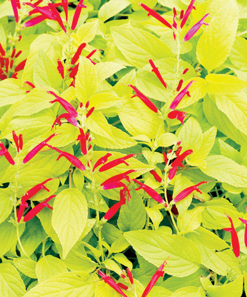 15 Favorite Perennial Flowers Sunset Magazine