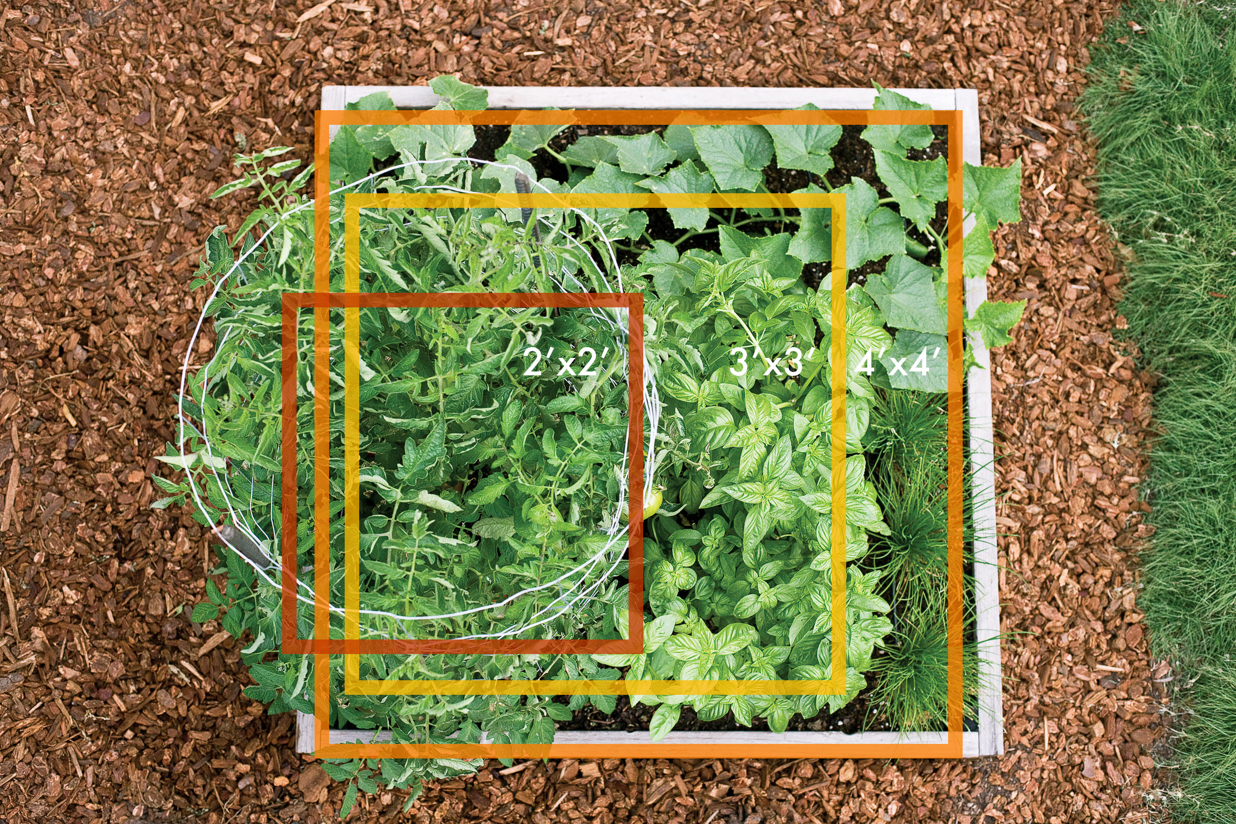 How to Grow Veggies in 2–4 Square Feet