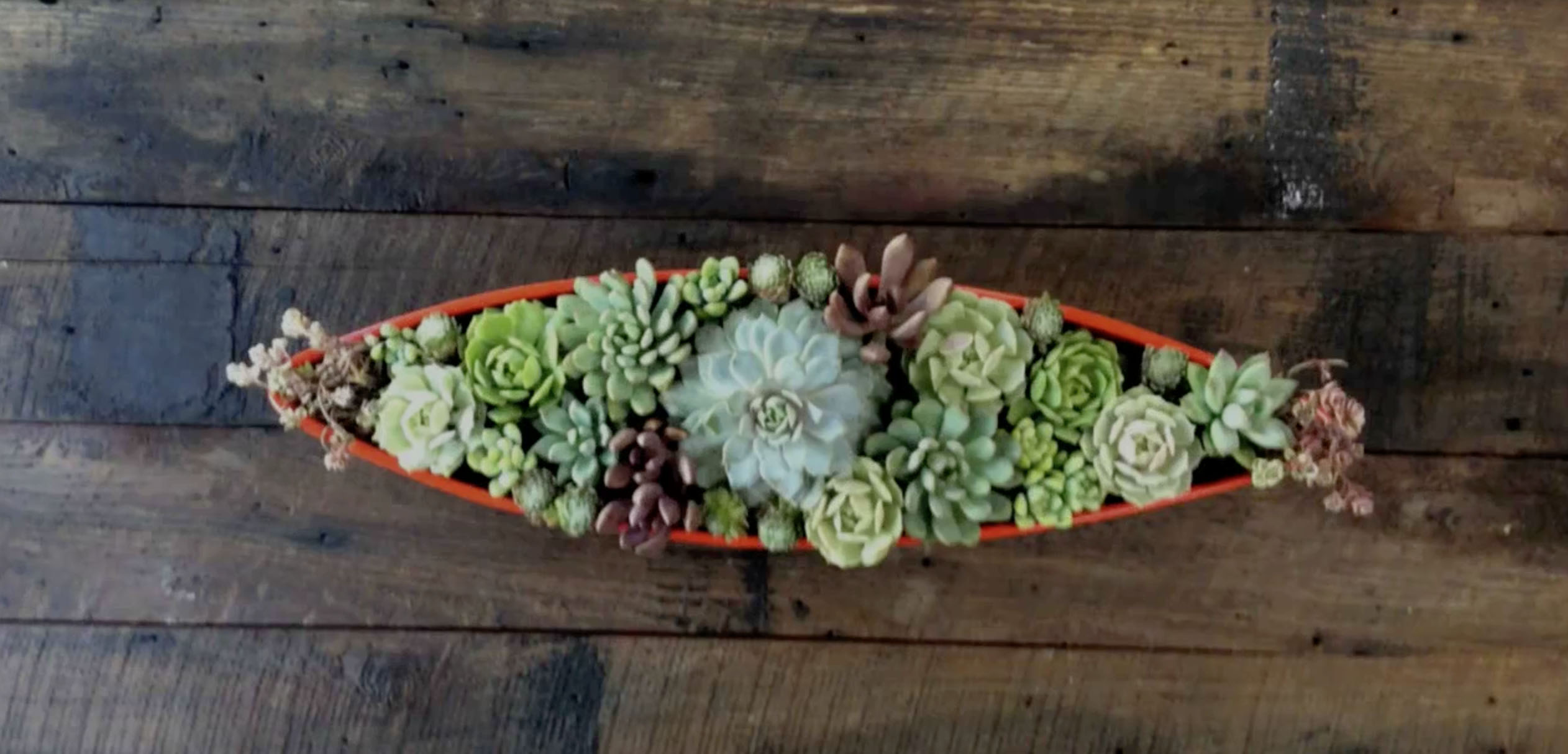 How to Make a Succulent Centerpiece