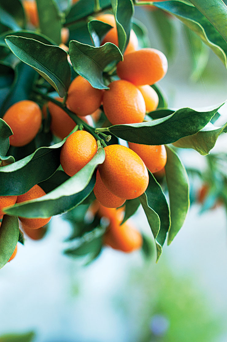 7 Best Citrus Trees to Grow