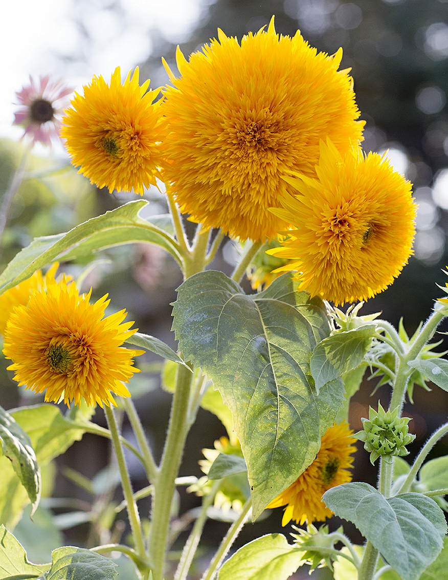 How to Grow a Sunflower Bouquet Garden