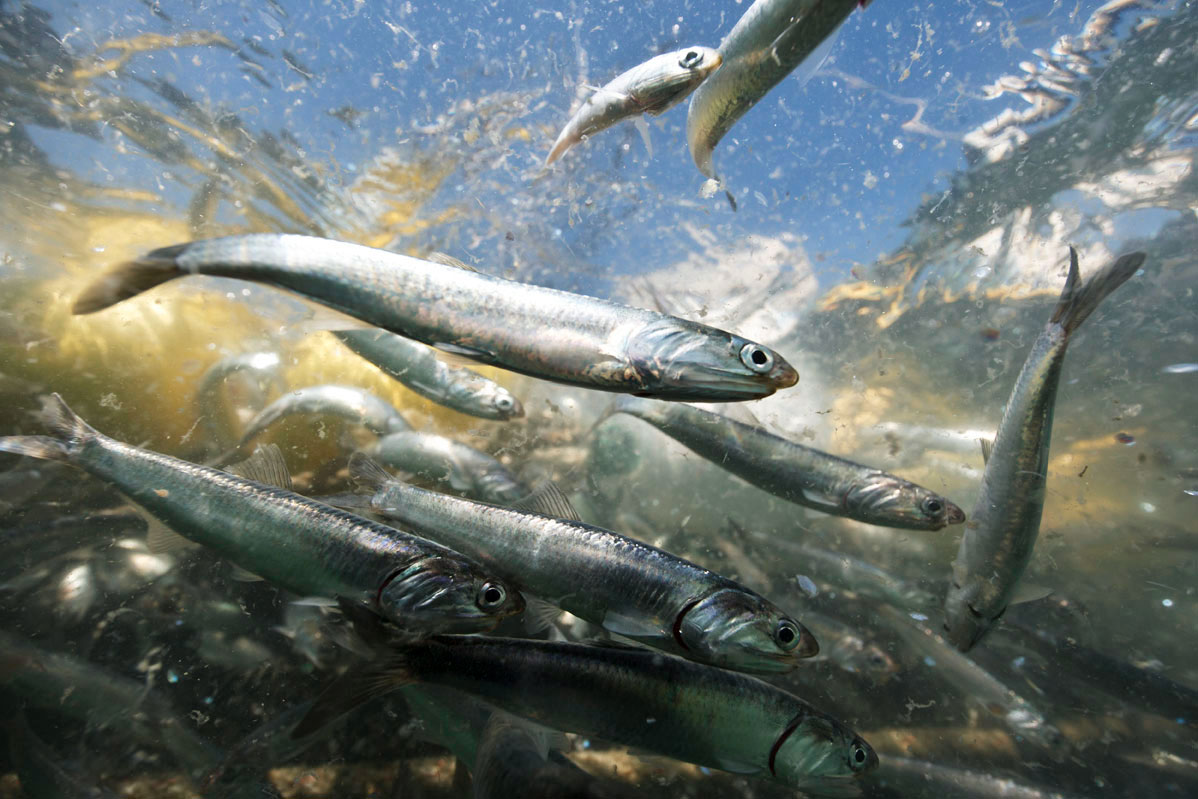 Anchovy Fishing on the San Francisco Bay Sunset Magazine Sunset