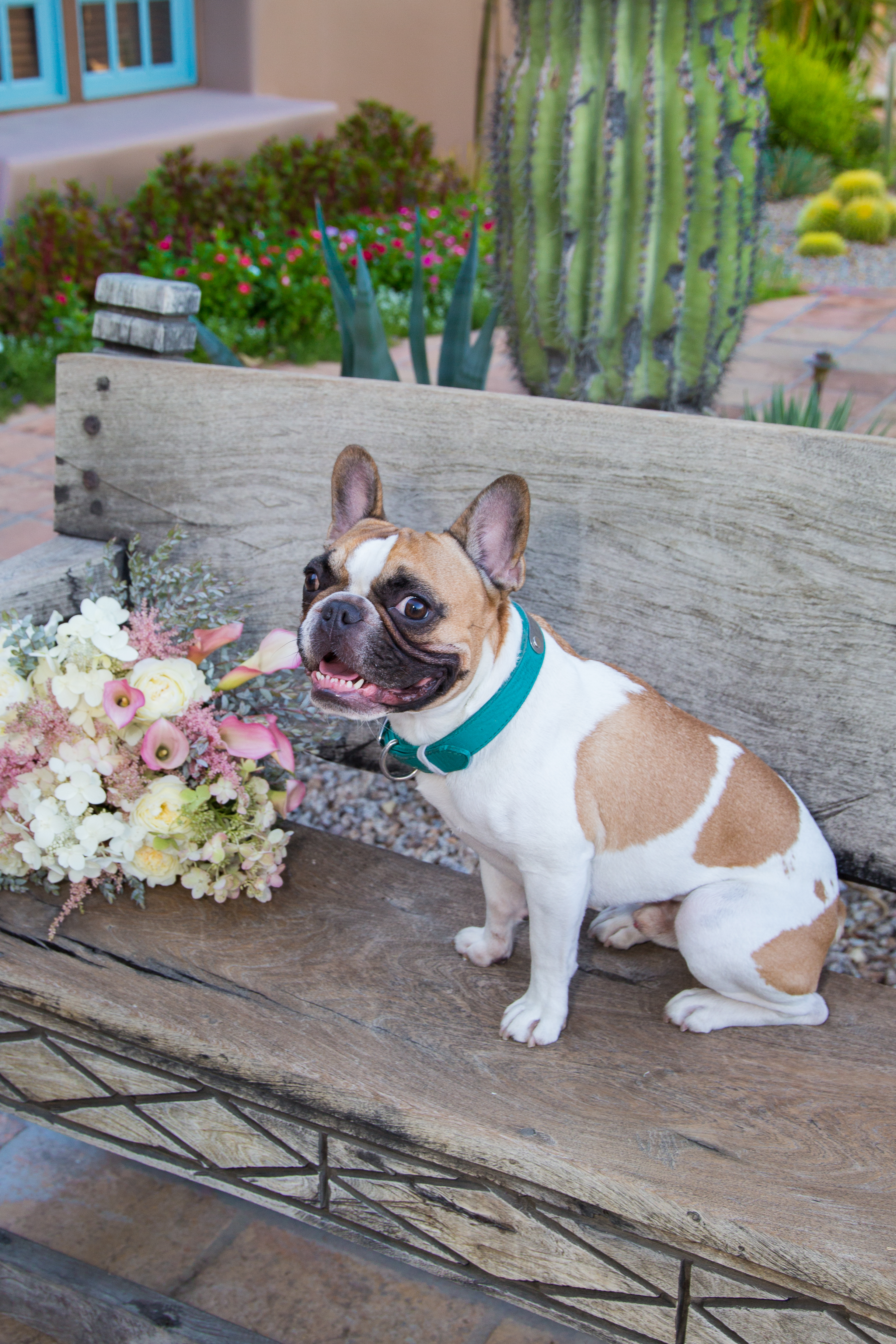 Dog Friendly Hotel Near Scottsdale Az Dog Friendly Hotel Near Scottsdale Az