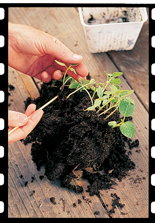 Step 2: how to plant seeds