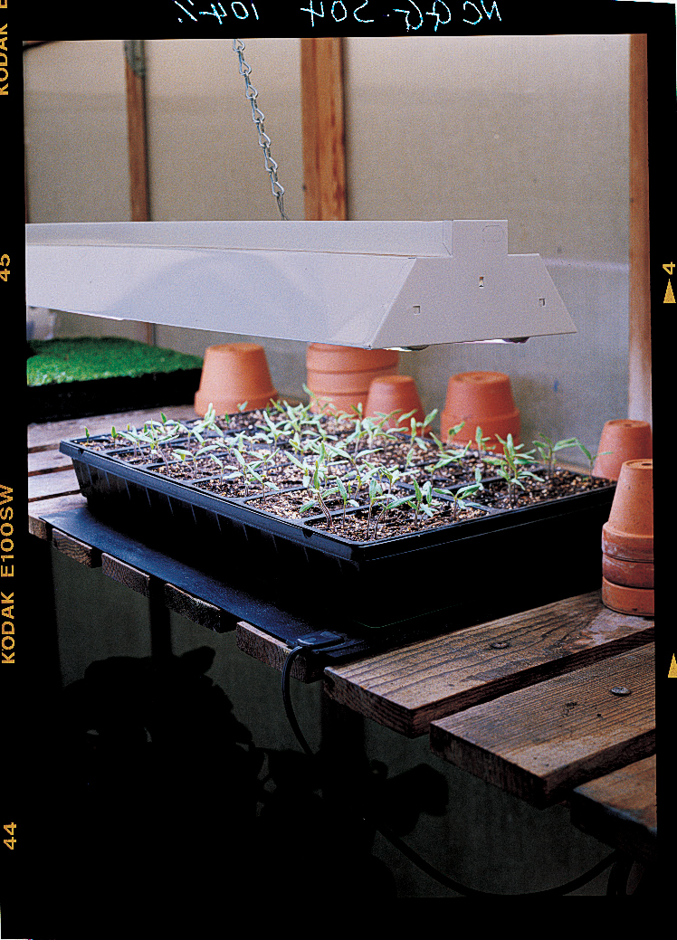A foolproof system for starting seeds