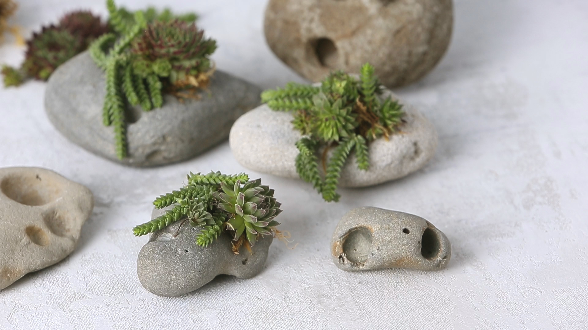 How to Make Succulent Rocks