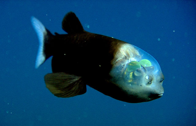The barreleye (Marcropinna microstoma) --photo provided by Monterey Bay Aquarium Research Institute. (c) 2004 MBARI