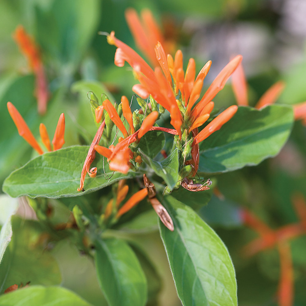 Top 50 WaterWise Plants Sunset Magazine