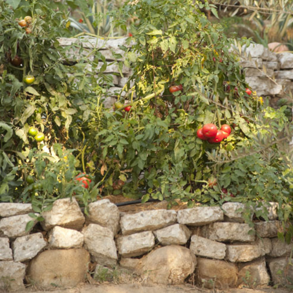 9 Tips for a Foodie’s Garden Sunset Magazine