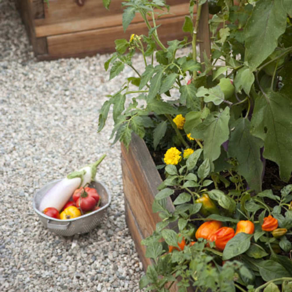 9 Tips for a Foodie’s Garden Sunset Magazine