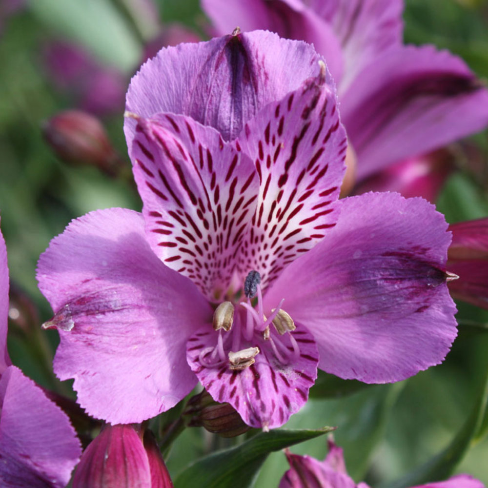 12 Alstroemeria Sunset Magazine