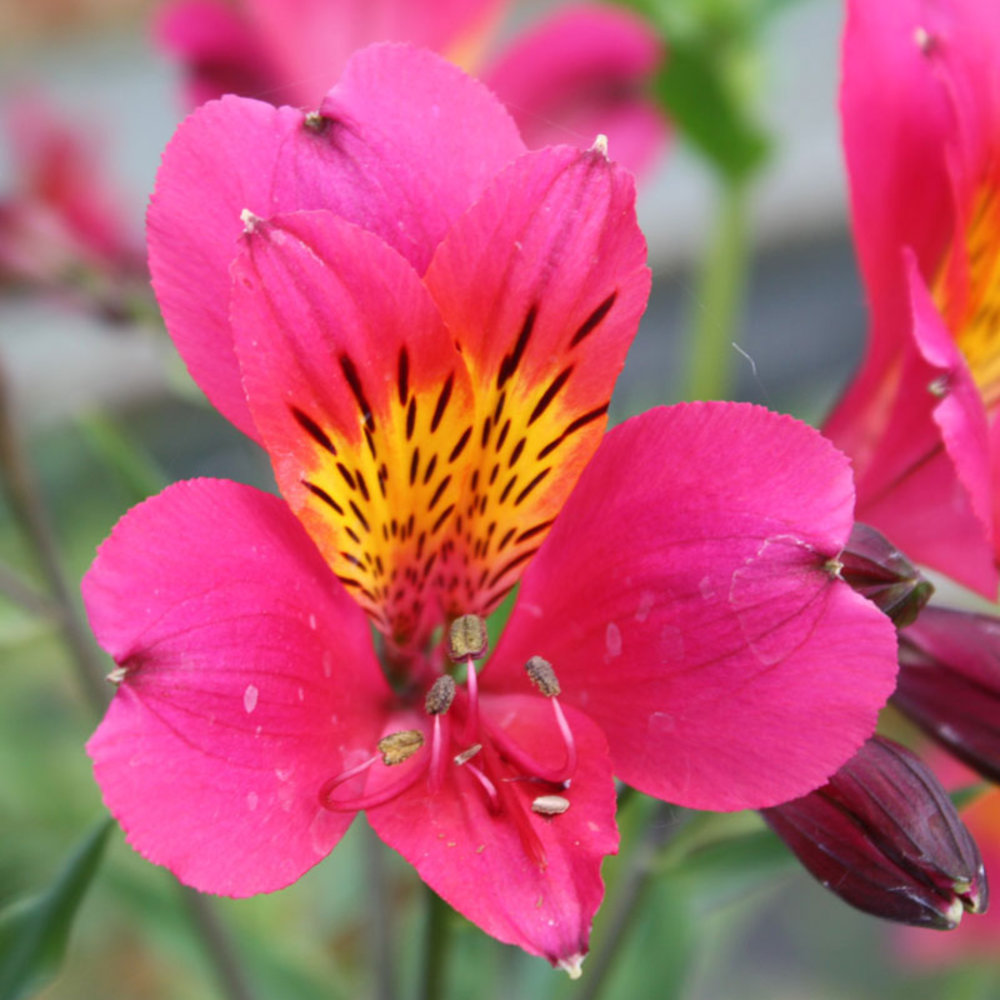 12 Gorgeous Alstroemeria - Sunset Magazine