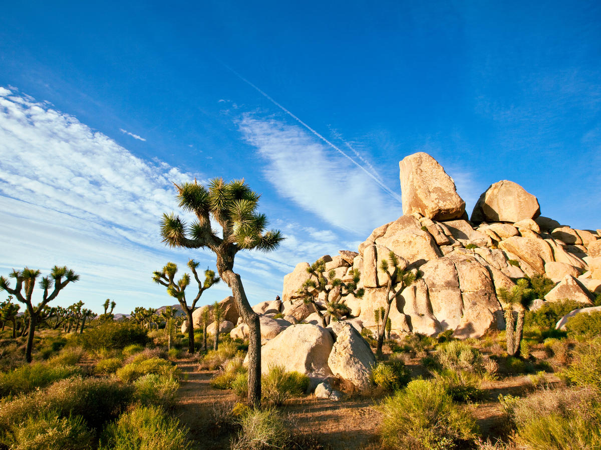 Where to Stay & Dine in Joshua Tree N.P.