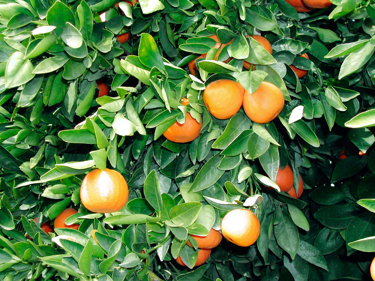 dwarf citrus tree