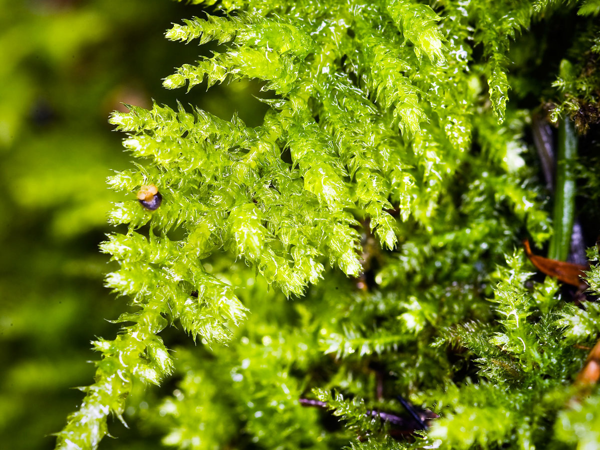 Oregon beaked moss