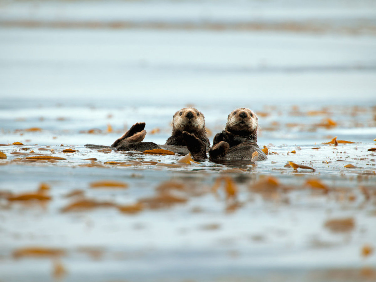 Sea otters