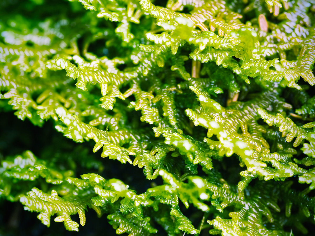 Tree-ruffle liverwort
