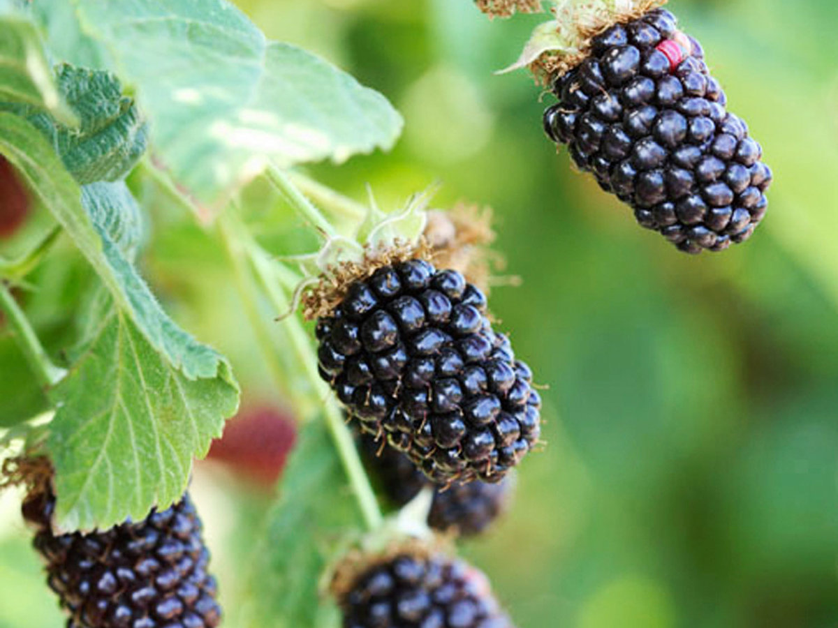 Washington blackberries