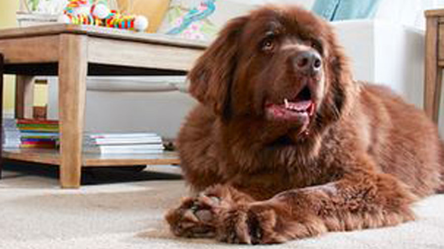 7 PetFriendly Ways to Decorate Sunset Magazine Sunset Magazine
