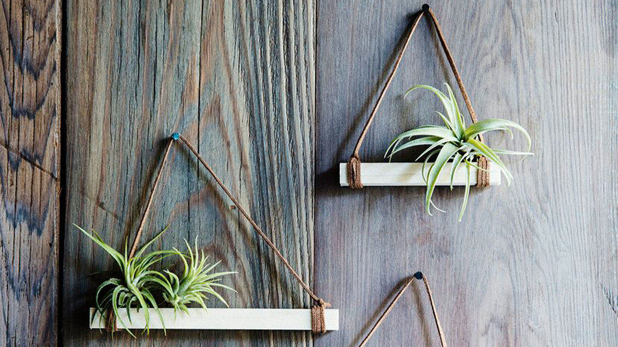 10 Ways to Decorate with Air Plants