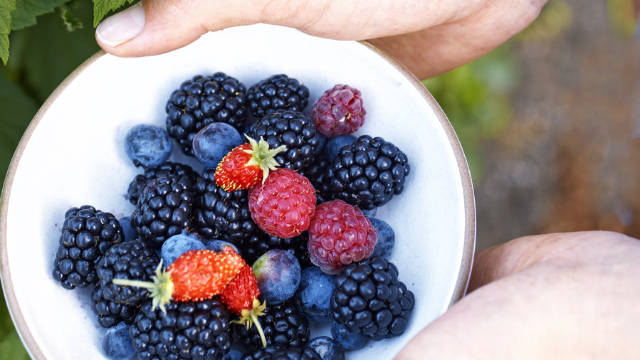 10 Best Berries to Plant in Winter Sunset Magazine Sunset Magazine