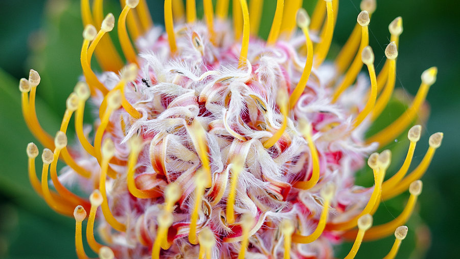 13 Stunning Protea Flowers