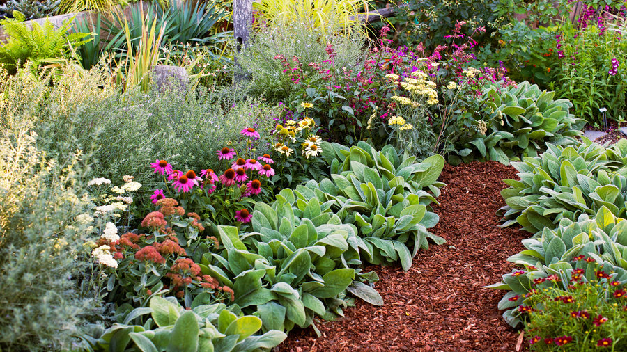 8 Flowers to Plant for Instant Fall Color