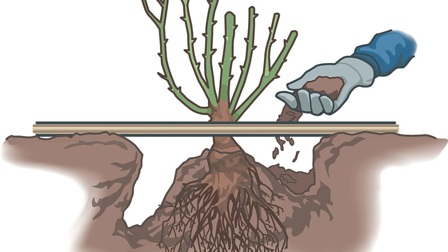 How to Plant a BareRoot Rose Sunset Magazine Sunset Magazine