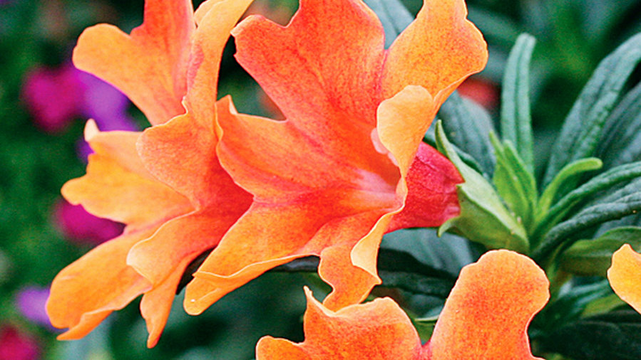 5 Great Firefighting Plants Sunset Magazine Sunset Magazine