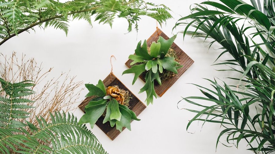 10 Ways to Decorate with Staghorn Ferns