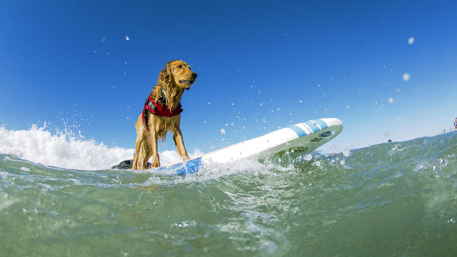 Dog Friendly Beach Coronado Island Dog Friendly Beach Coronado Island