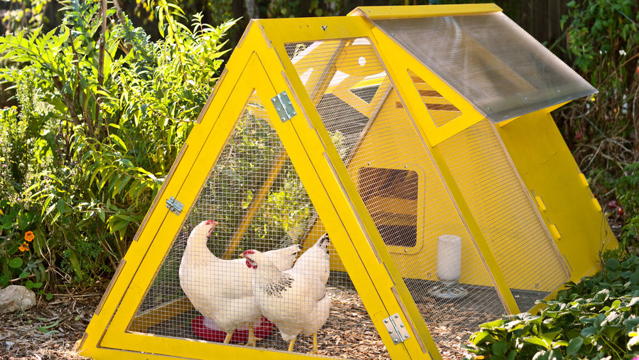 8 SuperStylish Chicken Coops Sunset Magazine Sunset Magazine