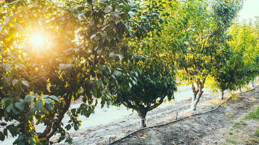 Best Homegrown Stone Fruit Trees Sunset Magazine