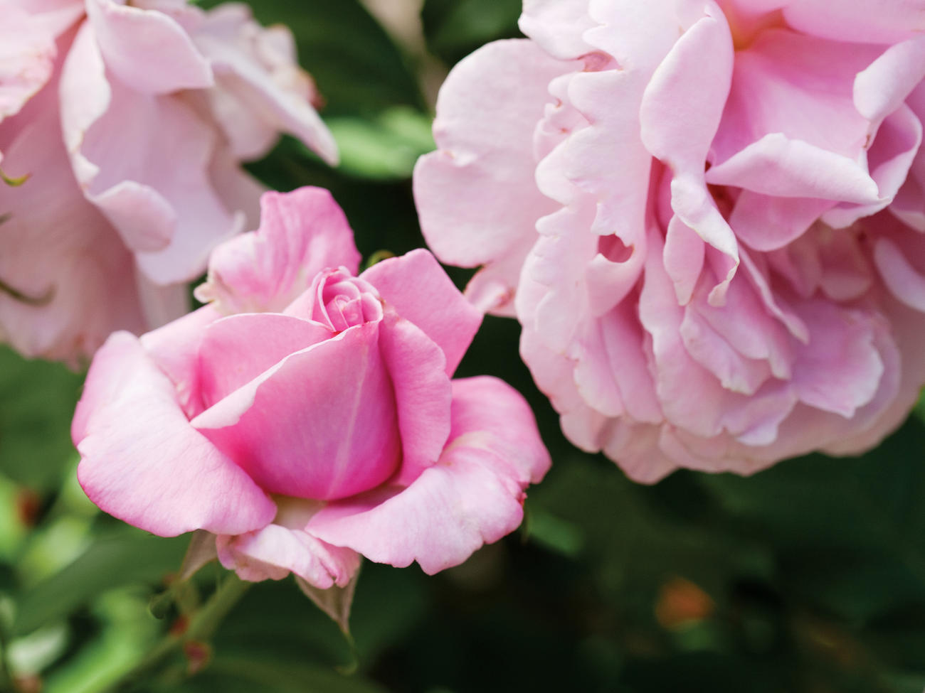 17 Favorite Roses to Grow