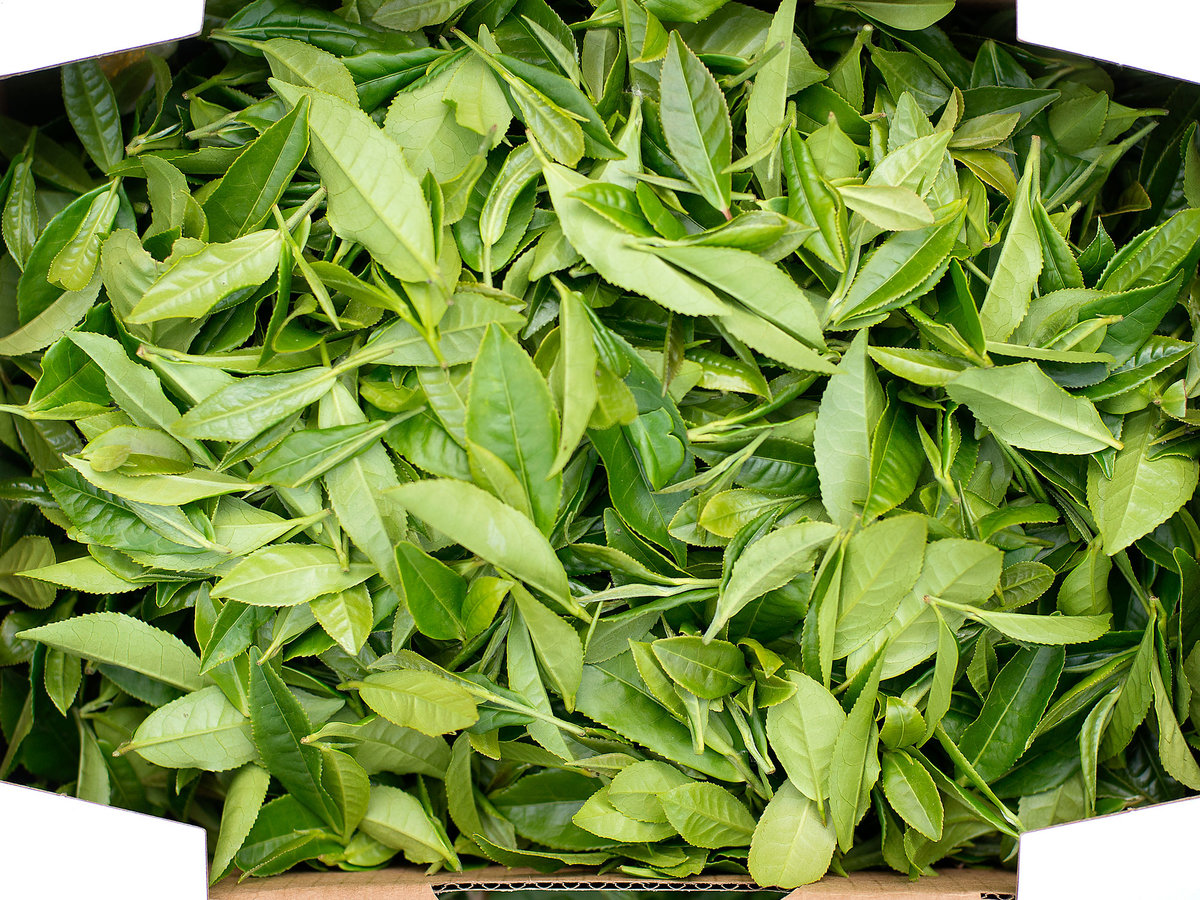 How a Family Farm Is Reinvigorating Tea Sunset Magazine