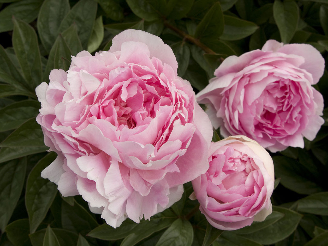 Pink Peonies New Home Pink Peonies New Home
