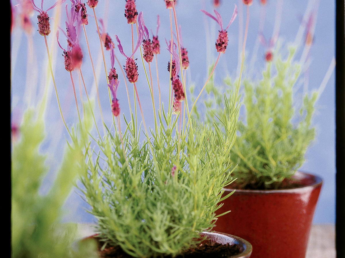 Compact Lavenders Sunset Magazine Sunset Magazine